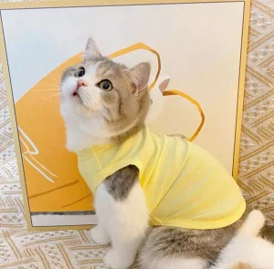 cách may quần áo cho mèo con: áo ba lỗ