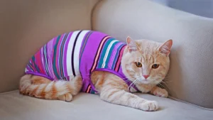 cách làm áo cho mèo từ chiếc áo cũ: áo sọc nhiều màu