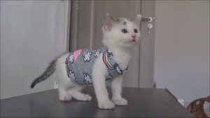 may áo cho mèo bằng tất: màu xám