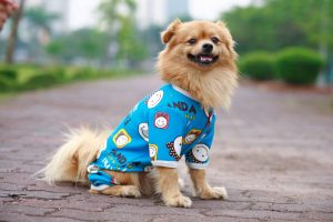 quần áo cho chó hà nội: màu xanh nước biển